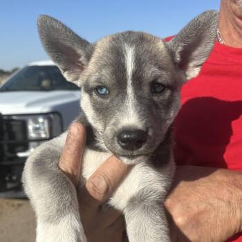 Darla -  Husky and Mixed Breed Dog for Adoption in Midland, Texas - Darla | PetCurious
