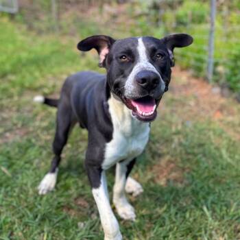 Rescue Mixed Breed Dogs for Adoption in Keaau, Hawaii - Puck | PetCurious