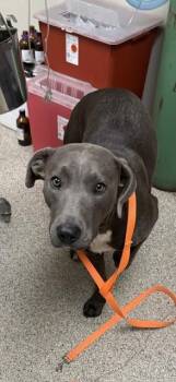 Carl Dean -  Terrier and Mixed Breed Dog for Adoption in Conway, Arkansas - Carl Dean | PetCurious