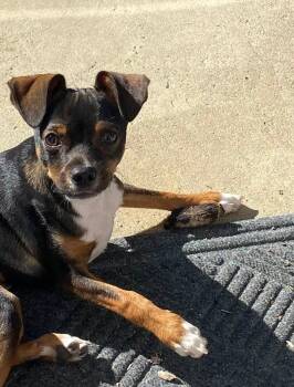 Rescue Chihuahua Dogs for Adoption in Marysville, Ohio - Copper | PetCurious