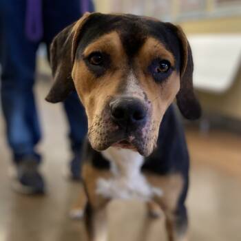 Rescue Mixed Breed Dogs for Adoption in Palm Springs, California - Brando | PetCurious