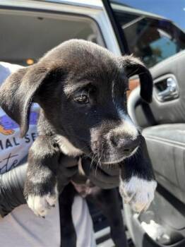 Larry* -  Shepherd and Mixed Breed Dog for Adoption in El Paso, Texas - Larry* | PetCurious