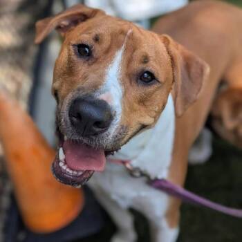 Rescue Hound Dogs for Adoption in Raleigh, North Carolina - Bubba | PetCurious