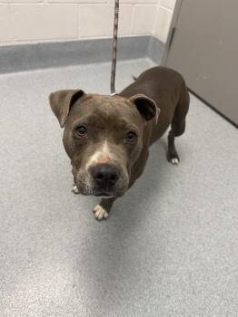SPRING -  Pit Bull Terrier Dog for Adoption in Indianapolis, Indiana - SPRING | PetCurious