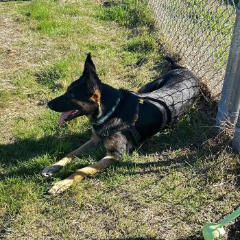 Remy -  Belgian Shepherd Malinois and Chesapeake Bay Retriever Dog for Adoption in Long Beach, Washington - Remy | PetCurious