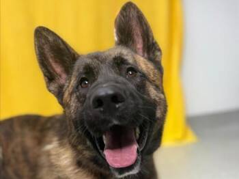 Heinz -  Akita and Mixed Breed Dog for Adoption in Portland, Oregon - Heinz | PetCurious