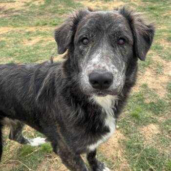 Australian Shepherd Dogs Available for Adoption in Krum, Texas - Lydia  | PetCurious