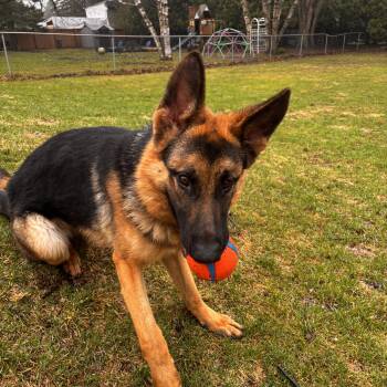 German Shepherd Dog Dogs Available for Adoption in Whitchurch-stouffville, Ontario - HALO | PetCurious