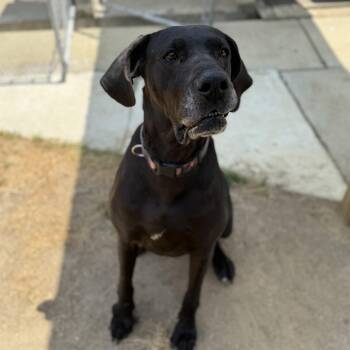 Great Dane Dogs Available for Adoption in Columbia, South Carolina - Delilah | PetCurious