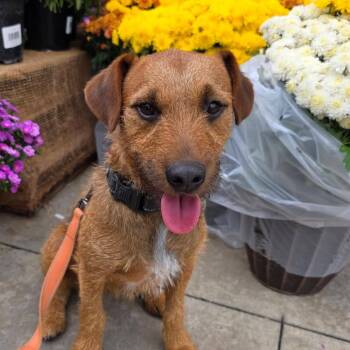 Basil -  Border Terrier Dog for Adoption in Grafton, Ohio - Basil | PetCurious
