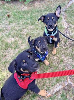 Shepherd and Australian Cattle Dog Blue Heeler Dogs Available for Adoption in Broomfield, Colorado - BEAR | PetCurious
