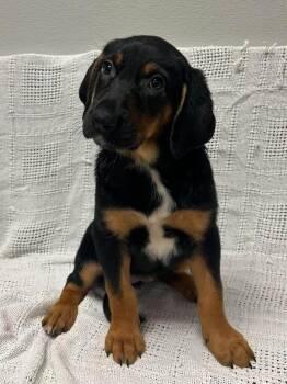 Wilma -  Bloodhound Dog for Adoption in Maryville, Missouri - Wilma | PetCurious