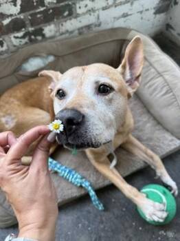 Ted - IN FOSTER -  Mixed Breed Dog Available for Adoption in Chamblee, Georgia - Ted - IN FOSTER | PetCurious