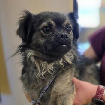 Leonard -  Pug and Chihuahua Dog for Adoption in Wickenburg, Arizona - Leonard | PetCurious