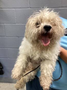 Sunshine -  Shih Tzu Dog for Adoption in Bloomington, Indiana - Sunshine | PetCurious