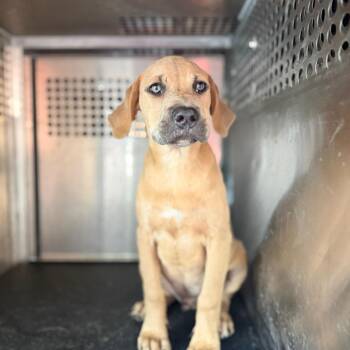 Thurlow -  Pit Bull Terrier Dog for Adoption in Birmingham, Alabama - Thurlow | PetCurious