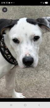 Snuggles -  Hound Dog for Adoption in Fincastle, Virginia - Snuggles | PetCurious