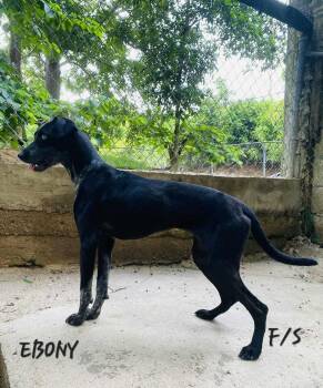 Rescue Labrador Retriever Dogs for Adoption - EBONY | PetCurious