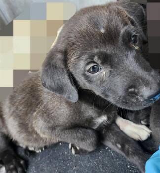 SATURN -  American Staffordshire Terrier Dog for Adoption in San Antonio, Texas - SATURN | PetCurious