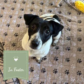 Athena -  Jack Russell Terrier and Rat Terrier Dog for Adoption in Chico, California - Athena | PetCurious