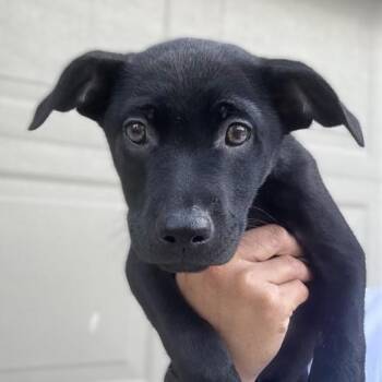 EMBER -  Labrador Retriever Dog for Adoption in San Antonio, Texas - EMBER | PetCurious