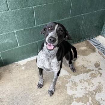 Buc-ee Beaver -  Bluetick Coonhound and Mixed Breed Dog for Adoption in Carencro, Louisiana - Buc-ee Beaver | PetCurious