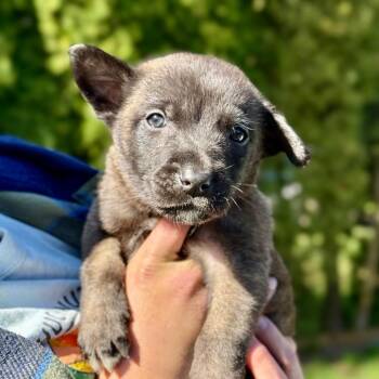 Belgian Shepherd Malinois Dogs Available for Adoption in Bellingham, Washington - Nedry Yellow Collar | PetCurious
