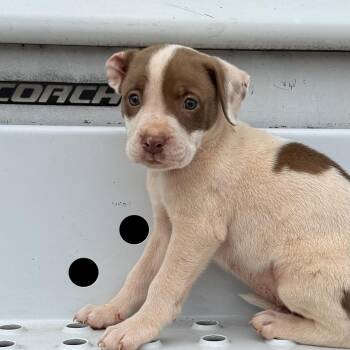 Roy -  Pit Bull Terrier Dog for Adoption in Columbia, South Carolina - Roy | PetCurious
