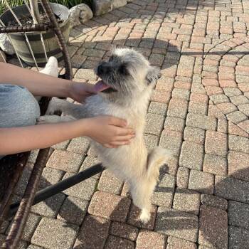 Izzy -  Brussels Griffon and Mixed Breed Dog for Adoption in Avon, Ohio - Izzy | PetCurious