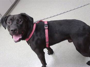 Rescue Boxer and Mixed Breed Dogs for Adoption in Omaha, Nebraska - PEGASUS | PetCurious