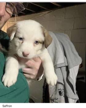 Australian Shepherd and Australian Cattle Dog Blue Heeler Dogs Available for Adoption in Plain City, Ohio - Saffron | PetCurious
