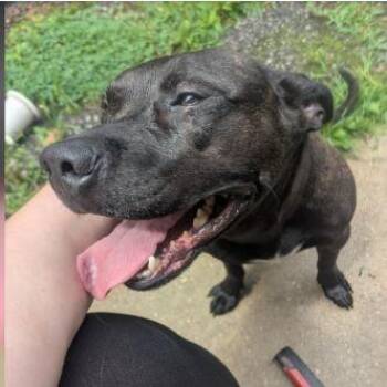Foxie -  Dutch Shepherd Dog for Adoption in Richmond, Virginia - Foxie | PetCurious