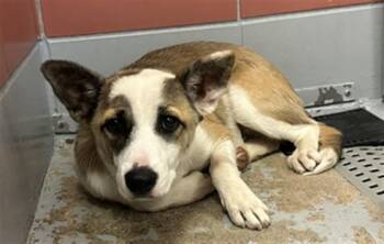 Australian Cattle Dog Blue Heeler and Mixed Breed Dogs Available for Adoption in Houston, Texas - FARRAH | PetCurious