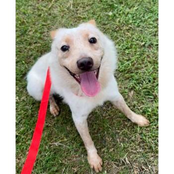 Lucas -  Australian Shepherd and Australian Cattle Dog Blue Heeler Dog for Adoption in Boulder, Colorado - Lucas | PetCurious