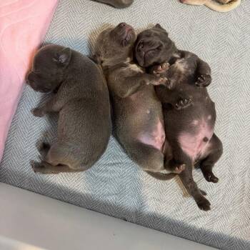 American Staffordshire Terrier Dogs Available for Adoption - BASSETT BRIDGERTON | PetCurious