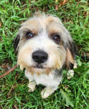 Ozzie -  Yorkshire Terrier and Beagle Dog for Adoption in Pelzer, South Carolina - Ozzie | PetCurious