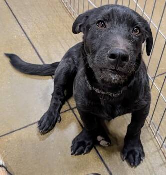 Rescue German Shepherd Dog Dogs for Adoption in Saint David, Arizona - Bowie | PetCurious