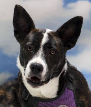 Rescue Terrier Dogs for Adoption in Casa Grande, Arizona - Pepper | PetCurious