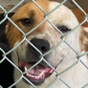 Rescue Great Pyrenees Dogs for Adoption in Valley, Alabama - Hinder | PetCurious