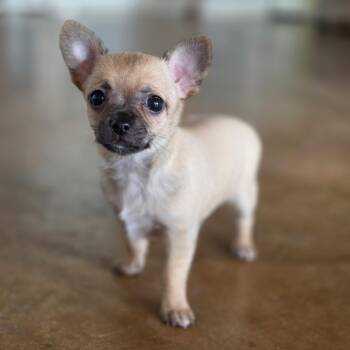 Maple -  Chihuahua Dog for Adoption in Gainesville, Texas - Maple | PetCurious