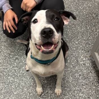 Rescue Pit Bull Terrier Dogs for Adoption in Parkersburg, West Virginia - Princess | PetCurious