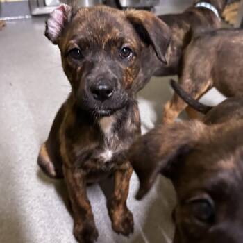 Spanky -  Mixed Breed Dog for Adoption in Blue Ridge, Georgia - Spanky | PetCurious
