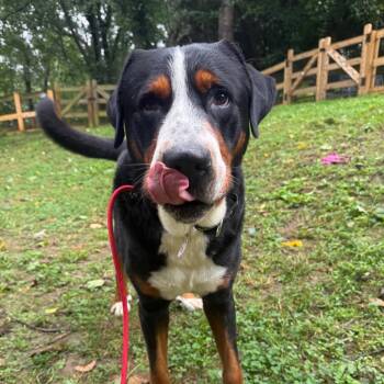 Alabama -  Greater Swiss Mountain Dog Dog for Adoption in West Chester, Pennsylvania - Alabama | PetCurious