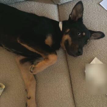 Mixed Breed Dogs Available for Adoption in Buffalo, Minnesota - Amaya | PetCurious