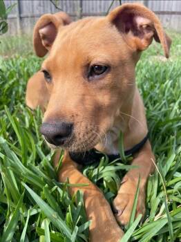 American Staffordshire Terrier and Mixed Breed Dogs Available for Adoption in Corpus Christi, Texas - Thor | PetCurious