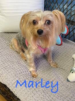 Marley -  Yorkshire Terrier Dog for Adoption in Fort Pierce, Florida - Marley | PetCurious