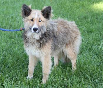 Jackal (Photos August 20th 2026) -  Australian Shepherd and Husky Dog for Adoption in Marietta, Ohio - Jackal (Photos August 20th 2026) | PetCurious
