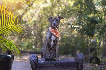 Rescue Shepherd Dogs for Adoption in Pawleys Island, South Carolina - Coach | PetCurious