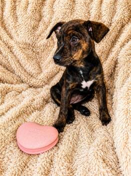 Jenna Jameson -  Mixed Breed Dog Available for Adoption in Kenosha, Wisconsin - Jenna Jameson | PetCurious