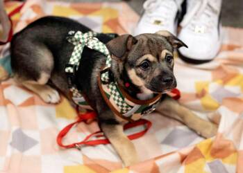 Chihuahua and Dachshund Dogs Available for Adoption in West Richland, Washington - Georgie | PetCurious